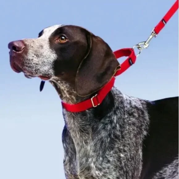 blueberry pet Safety Training Dog Collar - Picture 1 of 4